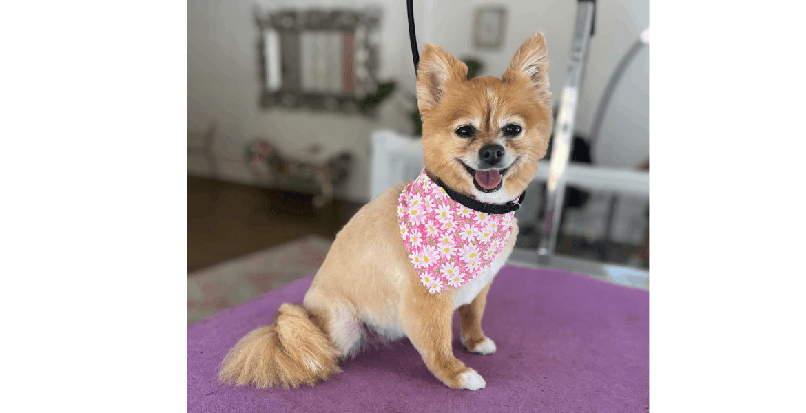 The Dog Salon