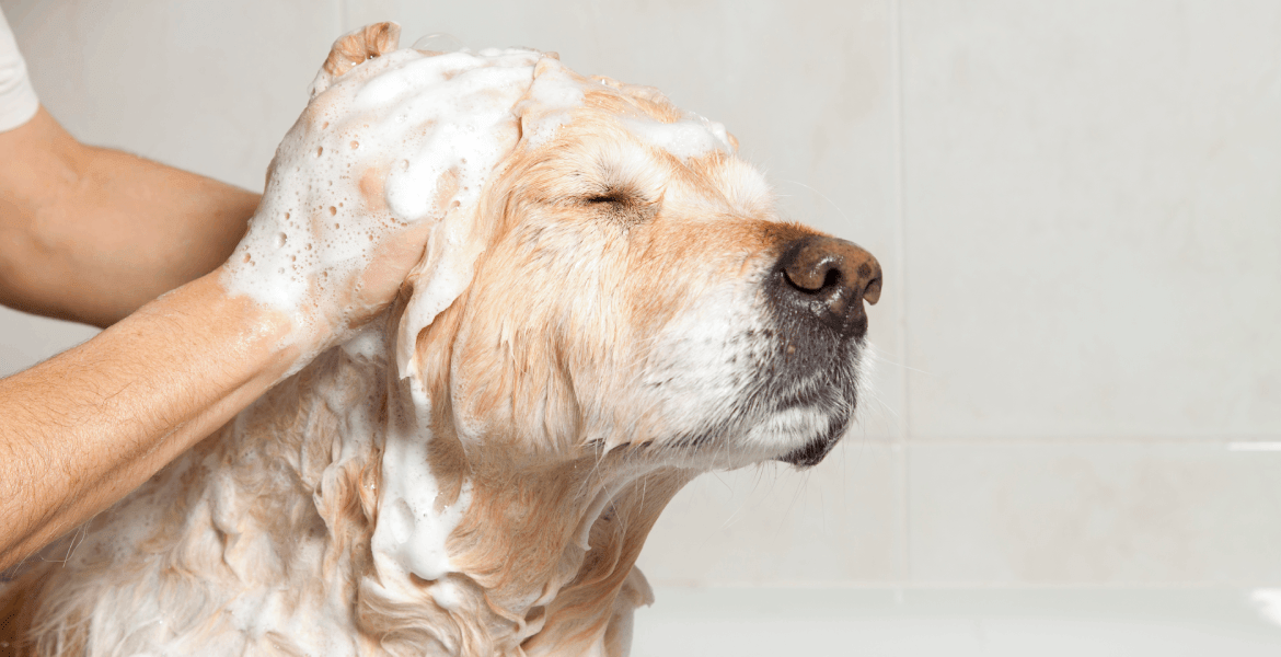 The Dog Salon